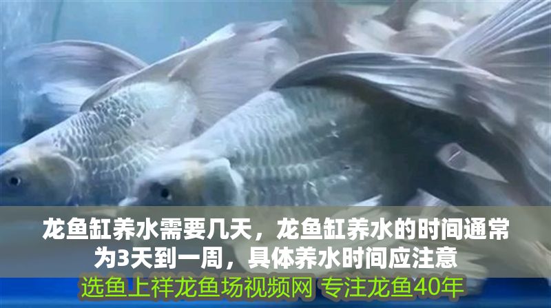 龍魚缸養(yǎng)水需要幾天，龍魚缸養(yǎng)水的時(shí)間通常為3天到一周，具體養(yǎng)水時(shí)間應(yīng)注意