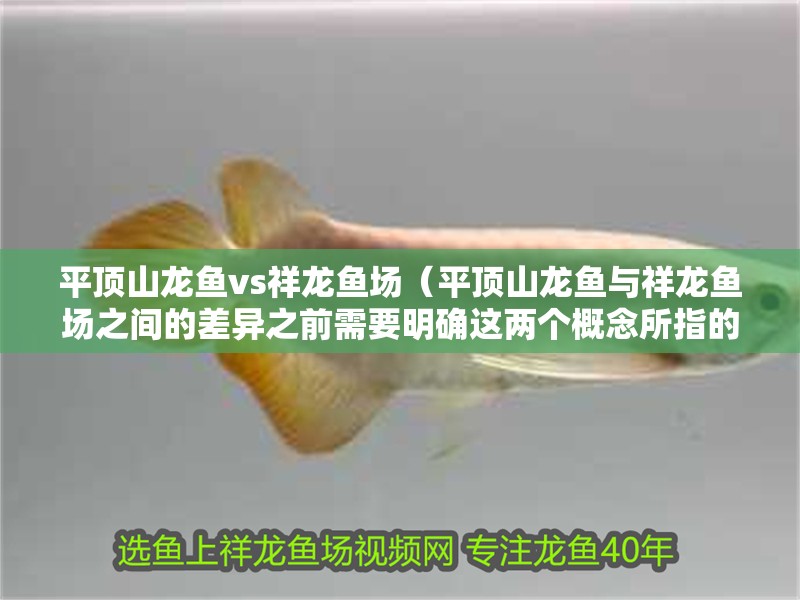 平頂山龍魚(yú)vs祥龍魚(yú)場(chǎng)（平頂山龍魚(yú)與祥龍魚(yú)場(chǎng)之間的差異之前需要明確這兩個(gè)概念所指的對(duì)象）