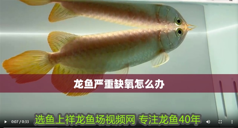 龍魚嚴(yán)重缺氧怎么辦