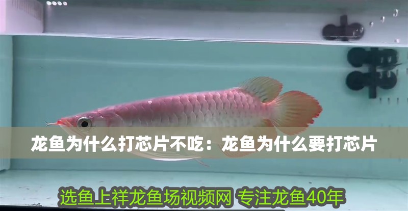 龍魚為什么打芯片不吃：龍魚為什么要打芯片