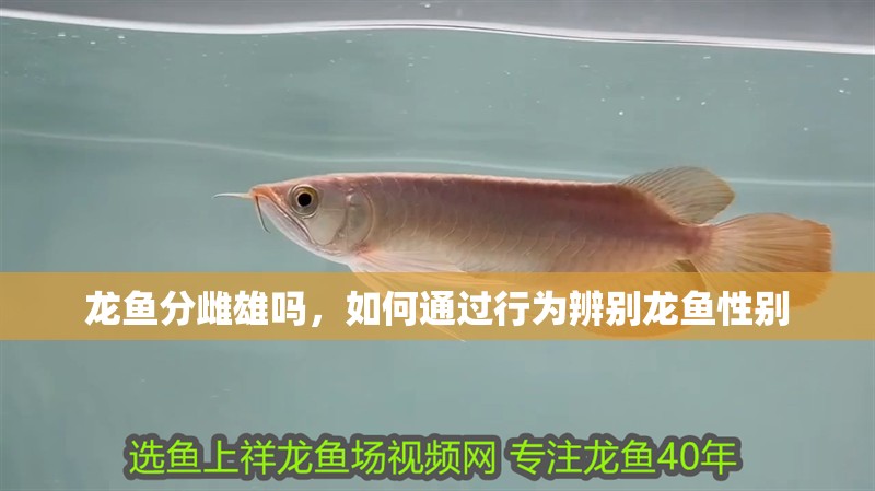 龍魚分雌雄嗎，如何通過行為辨別龍魚性別