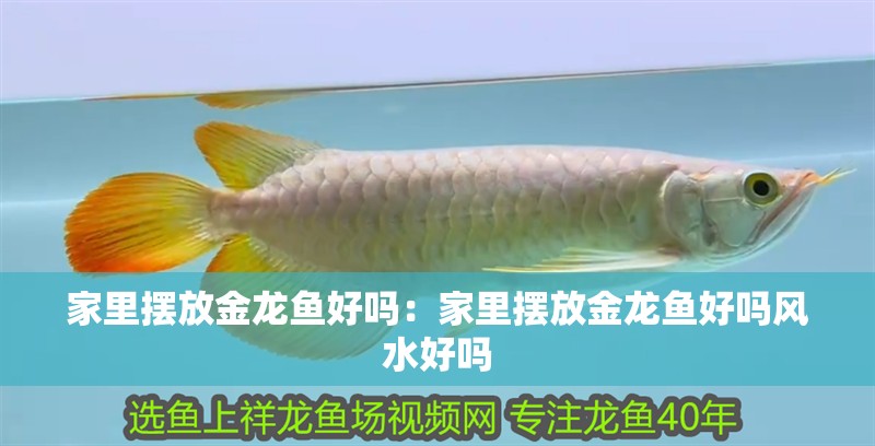 家里擺放金龍魚好嗎：家里擺放金龍魚好嗎風水好嗎 家里擺放金龍魚好嗎：家里擺放金龍魚好嗎風水好嗎 水族問答
