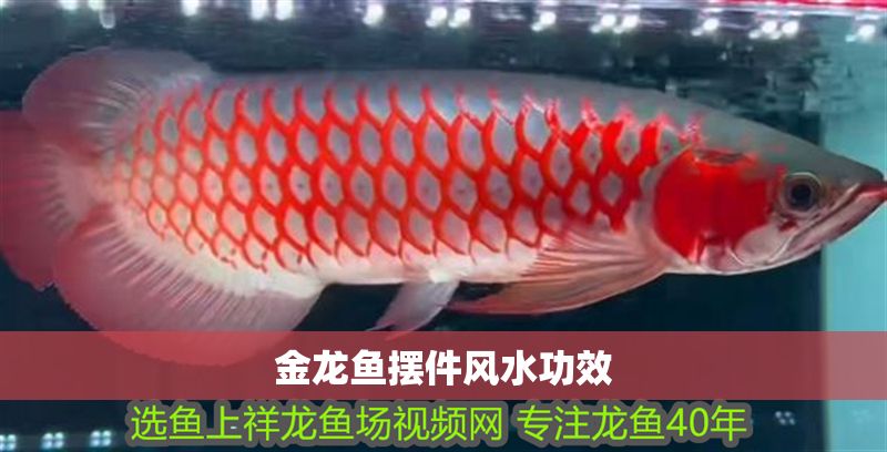金龍魚擺件風水功效 金龍魚擺件風水功效 龍魚百科 第2張