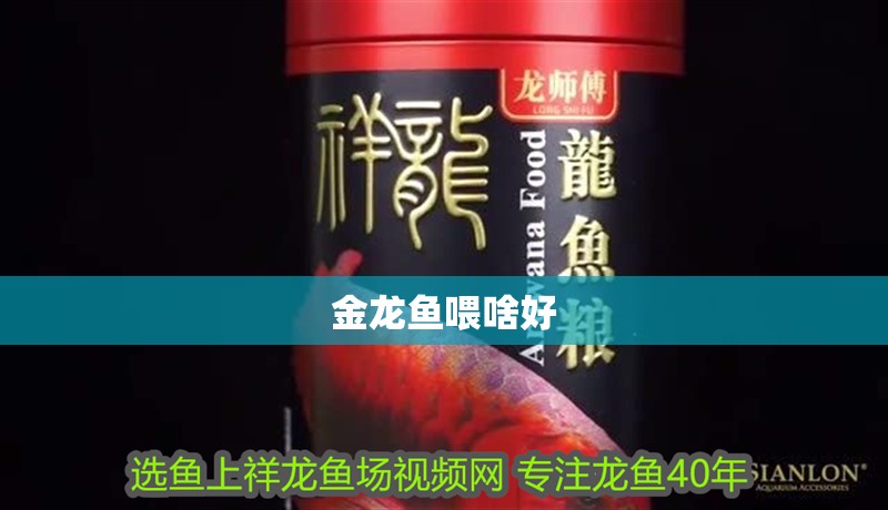 金龍魚喂啥好 金龍魚喂啥好 龍魚百科 第2張
