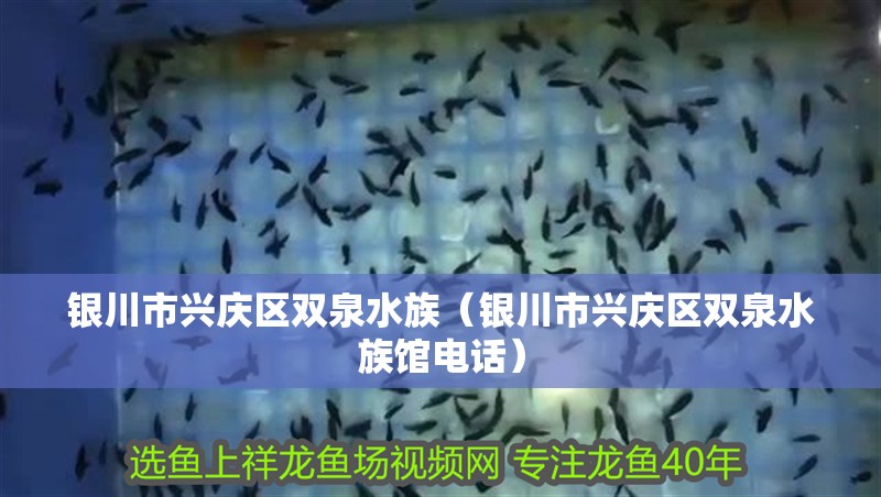 銀川市興慶區雙泉水族（銀川市興慶區雙泉水族館電話） 銀川市興慶區雙泉水族（銀川市興慶區雙泉水族館電話） 全國水族館企業名錄 第1張