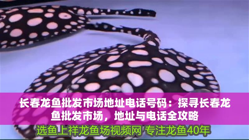 長春龍魚批發市場地址電話號碼：探尋長春龍魚批發市場，地址與電話全攻略