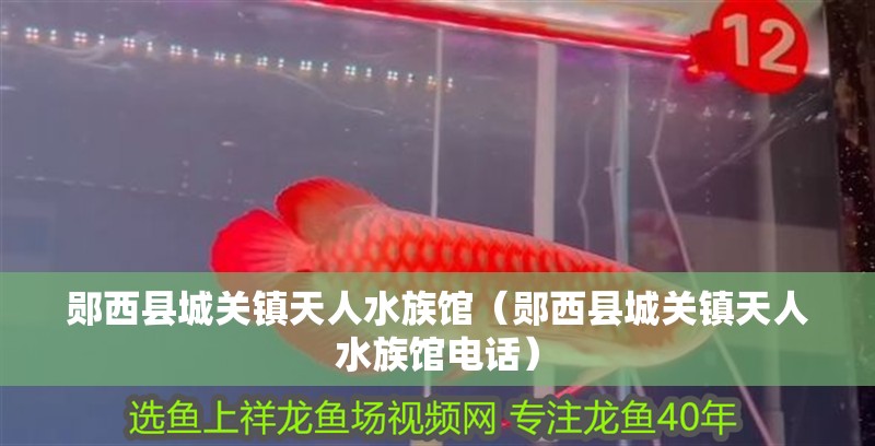 鄖西縣城關鎮天人水族館（鄖西縣城關鎮天人水族館電話）