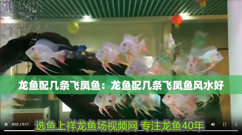 龍魚配幾條飛鳳魚：龍魚配幾條飛鳳魚風水好