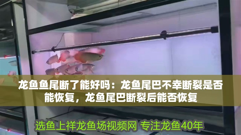 龍魚魚尾斷了能好嗎：龍魚尾巴不幸斷裂是否能恢復，龍魚尾巴斷裂后能否恢復