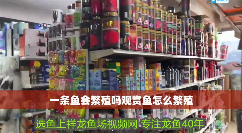 一條魚會繁殖嗎觀賞魚怎么繁殖