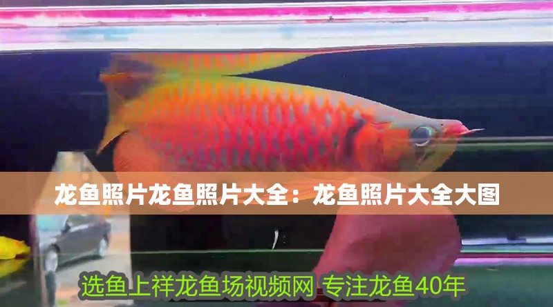 龍魚照片龍魚照片大全：龍魚照片大全大圖 龍魚照片龍魚照片大全：龍魚照片大全大圖 水族問答