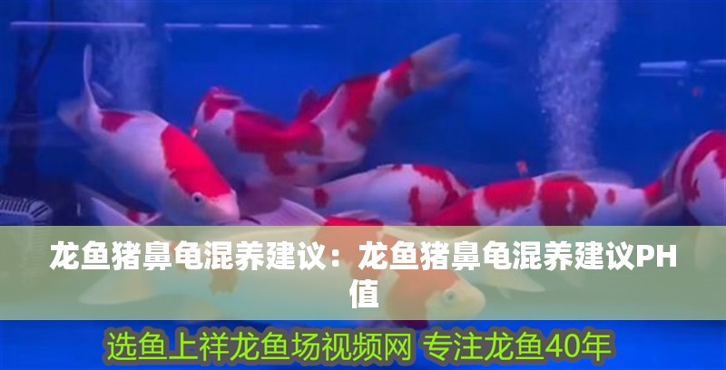 龍魚豬鼻龜混養(yǎng)建議：龍魚豬鼻龜混養(yǎng)建議PH值