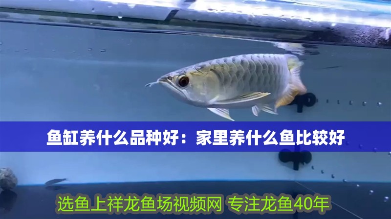 魚缸養什么品種好：家里養什么魚比較好