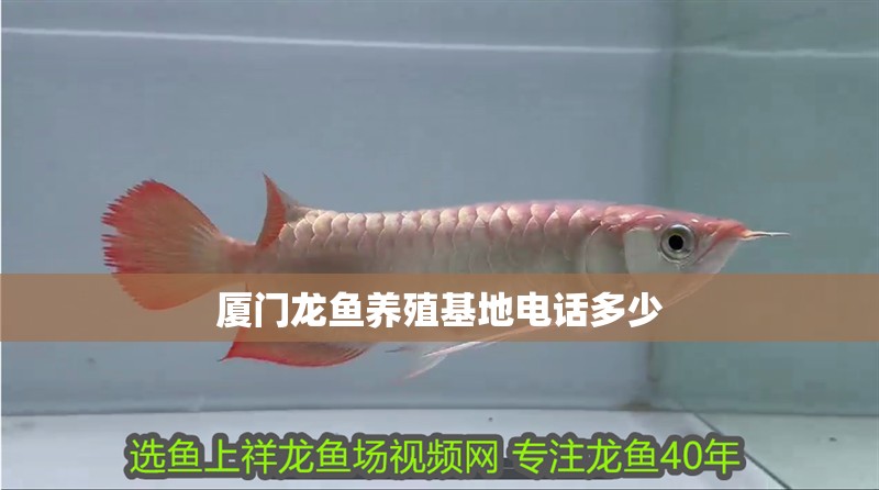 廈門龍魚養(yǎng)殖基地電話多少