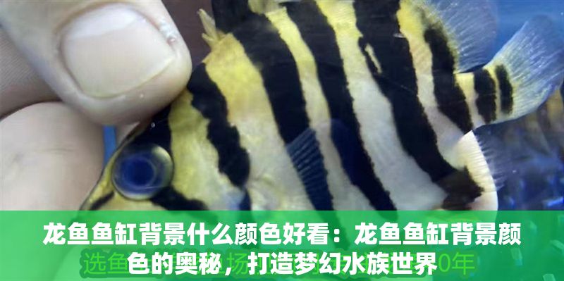 龍魚魚缸背景什么顏色好看：龍魚魚缸背景顏色的奧秘，打造夢幻水族世界