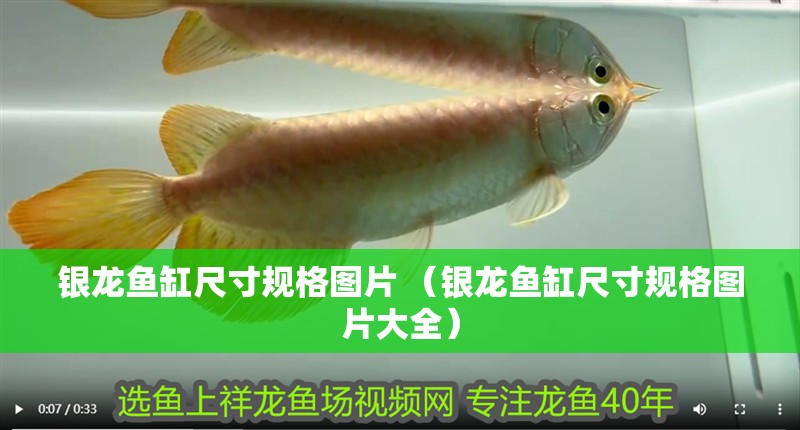 銀龍魚缸尺寸規格圖片 （銀龍魚缸尺寸規格圖片大全）