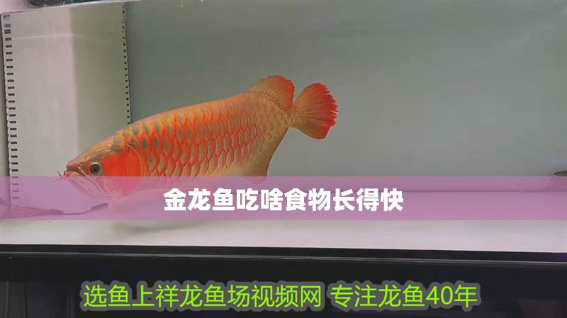 金龍魚吃啥食物長得快