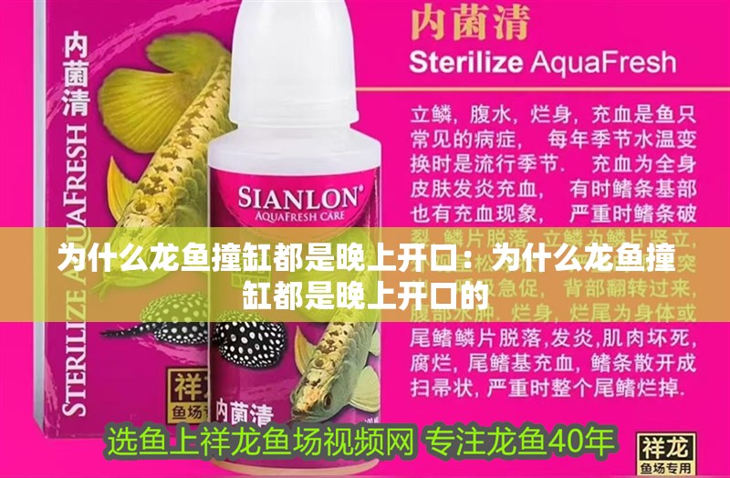 為什么龍魚撞缸都是晚上開口：為什么龍魚撞缸都是晚上開口的