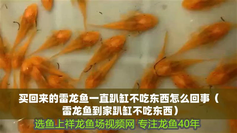 買回來的雷龍魚一直趴缸不吃東西怎么回事（ 雷龍魚到家趴缸不吃東西）