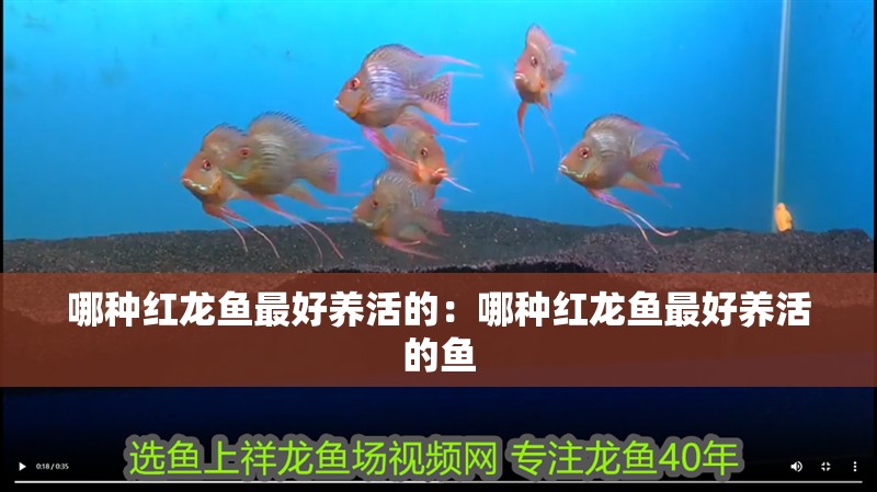 哪種紅龍魚最好養活的：哪種紅龍魚最好養活的魚 哪種紅龍魚最好養活的：哪種紅龍魚最好養活的魚 水族問答