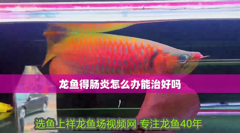 龍魚得腸炎怎么辦能治好嗎 龍魚百科 第2張 龍魚得腸炎怎么辦能治好嗎 龍魚得腸炎怎么辦能治好嗎 龍魚百科 第2張