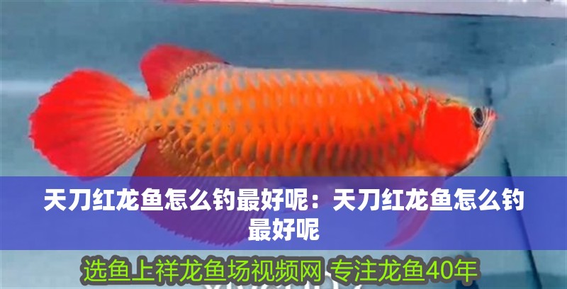 天刀紅龍魚怎么釣最好呢：天刀紅龍魚怎么釣最好呢 天刀紅龍魚怎么釣最好呢：天刀紅龍魚怎么釣最好呢 水族問答