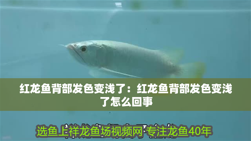 紅龍魚背部發色變淺了：紅龍魚背部發色變淺了怎么回事