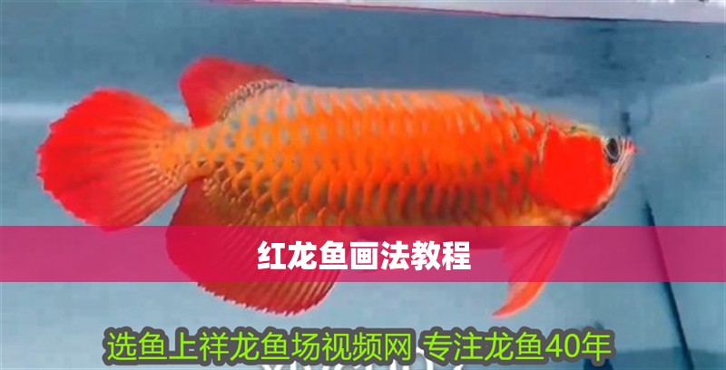 紅龍魚畫法教程 龍魚百科 第1張 紅龍魚畫法教程 紅龍魚畫法教程 龍魚百科 第1張