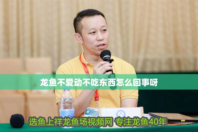 龍魚不愛動不吃東西怎么回事呀 龍魚不愛動不吃東西怎么回事呀 龍魚百科 第2張