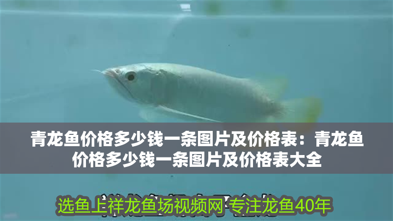 青龍魚價(jià)格多少錢一條圖片及價(jià)格表：青龍魚價(jià)格多少錢一條圖片及價(jià)格表大全 青龍魚價(jià)格多少錢一條圖片及價(jià)格表：青龍魚價(jià)格多少錢一條圖片及價(jià)格表大全 水族問(wèn)答