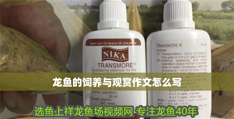 龍魚的飼養(yǎng)與觀賞作文怎么寫