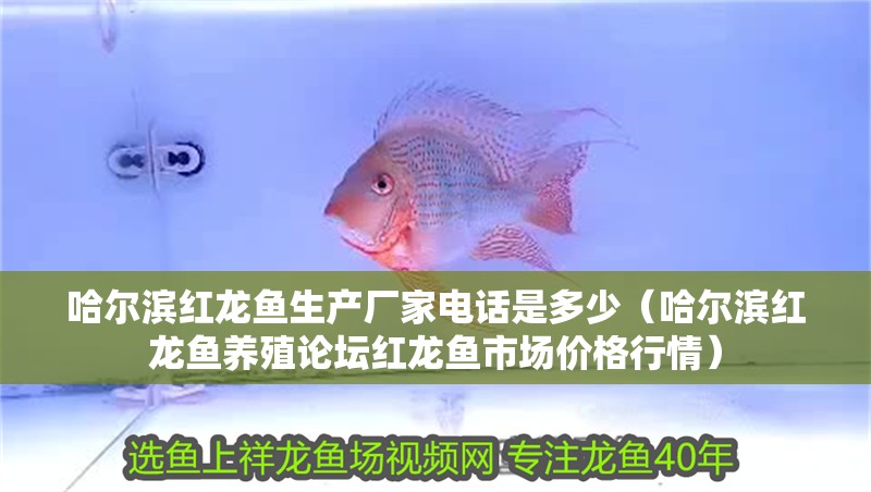 哈爾濱紅龍魚生產廠家電話是多少（哈爾濱紅龍魚養殖論壇紅龍魚市場價格行情）
