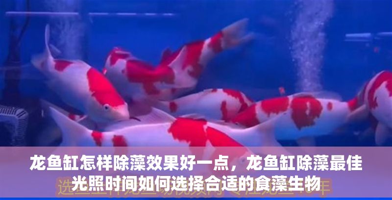 龍魚缸怎樣除藻效果好一點，龍魚缸除藻最佳光照時間如何選擇合適的食藻生物