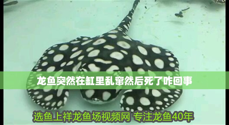 龍魚突然在缸里亂竄然后死了咋回事