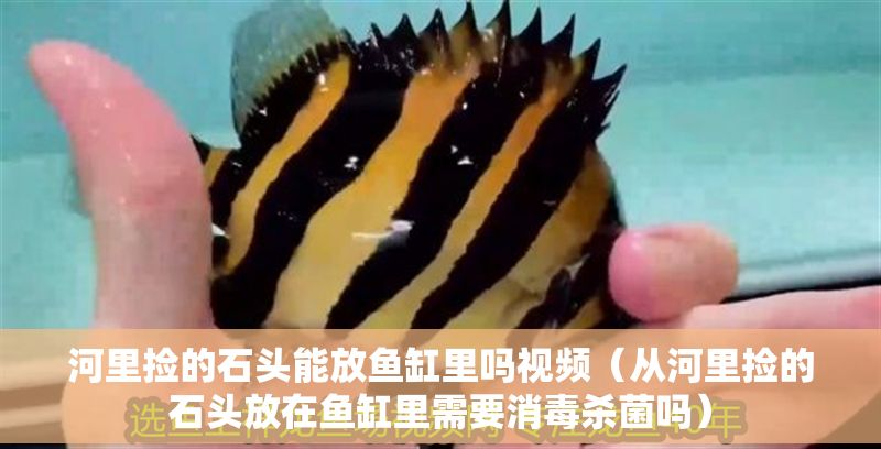 河里撿的石頭能放魚缸里嗎視頻（從河里撿的石頭放在魚缸里需要消毒殺菌嗎）
