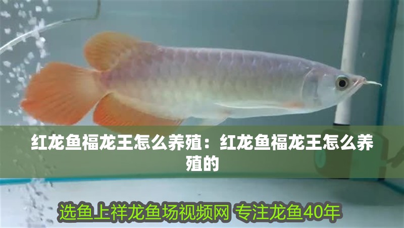 紅龍魚福龍王怎么養殖：紅龍魚福龍王怎么養殖的
