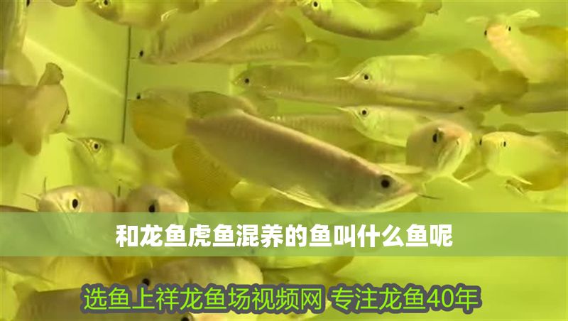 和龍魚虎魚混養的魚叫什么魚呢 龍魚百科 第1張 和龍魚虎魚混養的魚叫什么魚呢 和龍魚虎魚混養的魚叫什么魚呢 龍魚百科 第1張