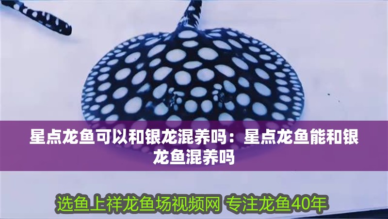 星點龍魚可以和銀龍混養(yǎng)嗎：星點龍魚能和銀龍魚混養(yǎng)嗎