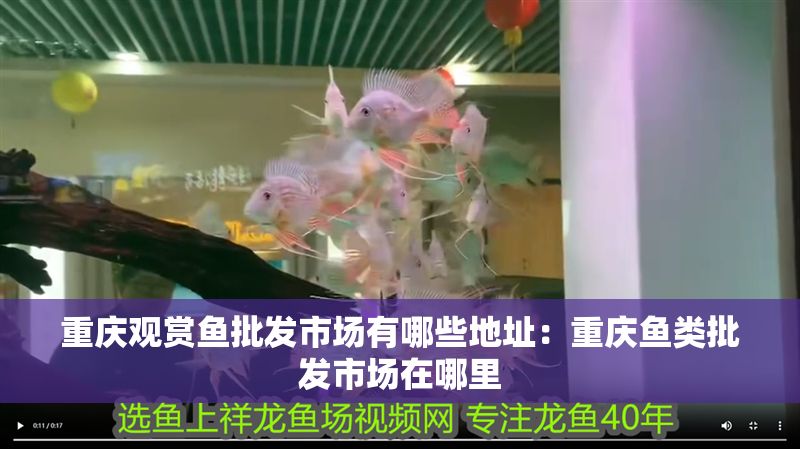 重慶觀賞魚(yú)批發(fā)市場(chǎng)有哪些地址：重慶魚(yú)類批發(fā)市場(chǎng)在哪里