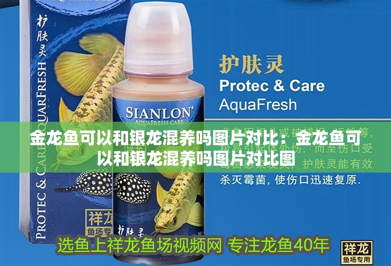 金龍魚可以和銀龍混養嗎圖片對比：金龍魚可以和銀龍混養嗎圖片對比圖