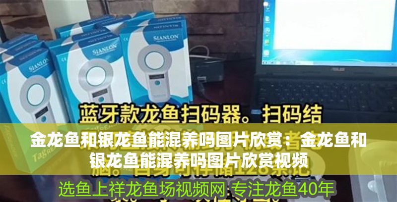 金龍魚和銀龍魚能混養(yǎng)嗎圖片欣賞：金龍魚和銀龍魚能混養(yǎng)嗎圖片欣賞視頻