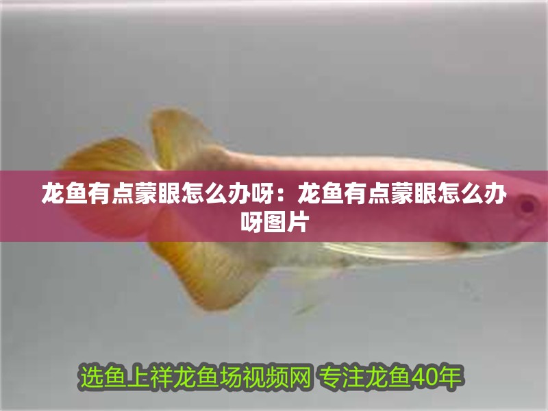 龍魚有點蒙眼怎么辦呀：龍魚有點蒙眼怎么辦呀圖片