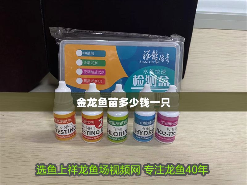 金龍魚苗多少錢一只