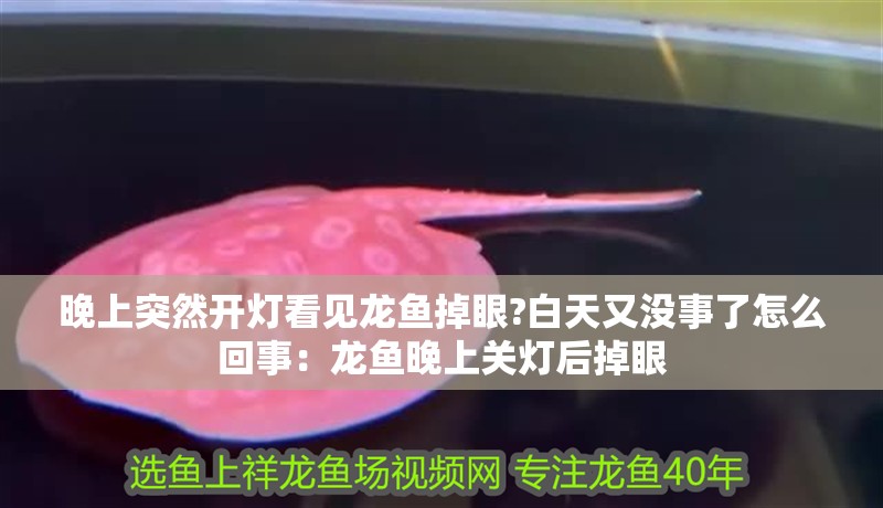 晚上突然開燈看見龍魚掉眼?白天又沒事了怎么回事：龍魚晚上關(guān)燈后掉眼