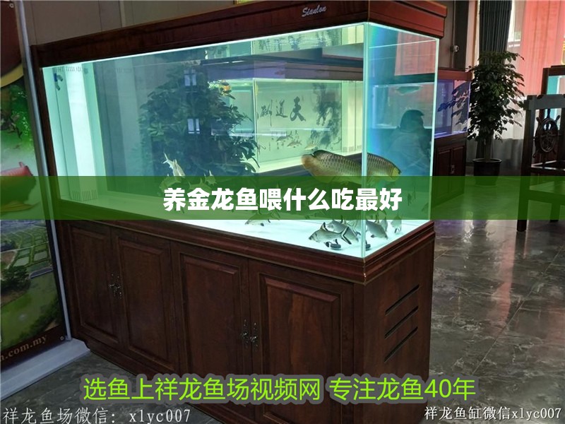養金龍魚喂什么吃最好