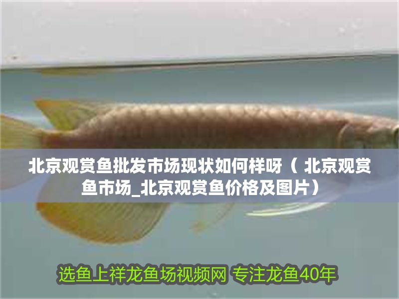 北京觀賞魚批發市場現狀如何樣呀（ 北京觀賞魚市場_北京觀賞魚價格及圖片）