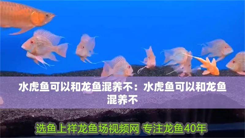 水虎魚可以和龍魚混養不：水虎魚可以和龍魚混養不 水虎魚可以和龍魚混養不：水虎魚可以和龍魚混養不 水族問答