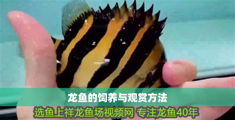 龍魚的飼養與觀賞方法