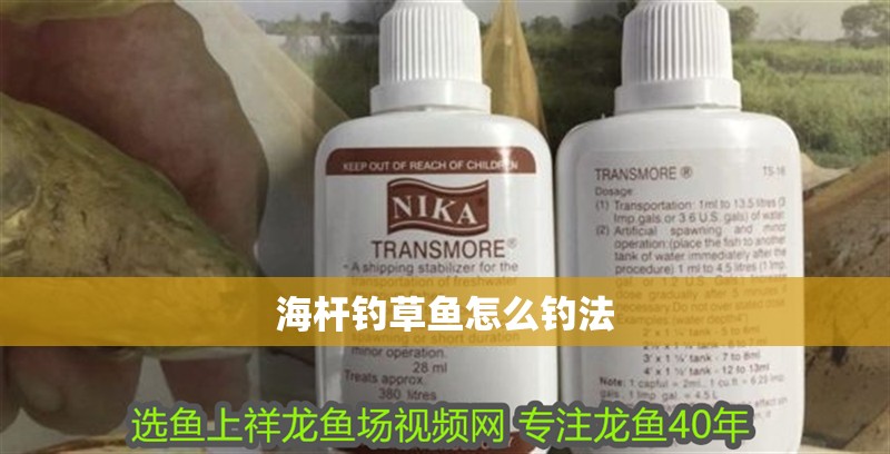 海桿釣草魚(yú)怎么釣法