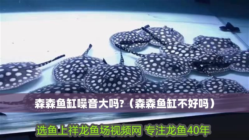 森森魚(yú)缸噪音大嗎?（森森魚(yú)缸不好嗎）